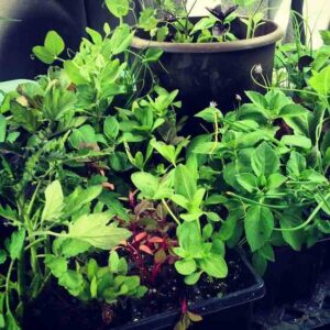 Eco-Friendly Holiday Gift Ideas Image